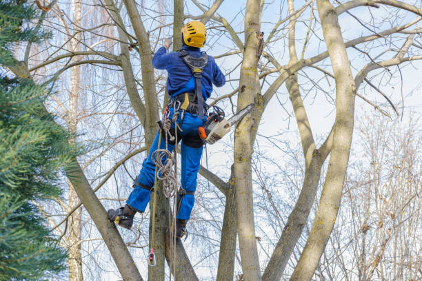 Desoto, TX Tree Removal Company