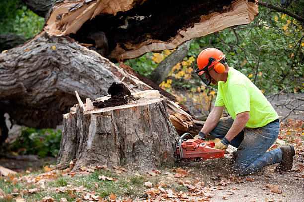 How Our Tree Care Process Works  in  Desoto, TX